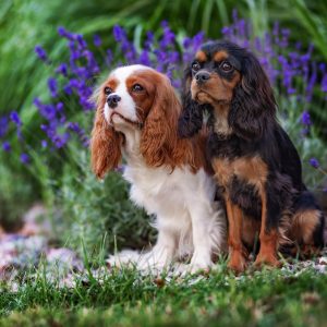 Cavalier King Charles Spaniel Kennel Baltijos Smaragdas dogs-min